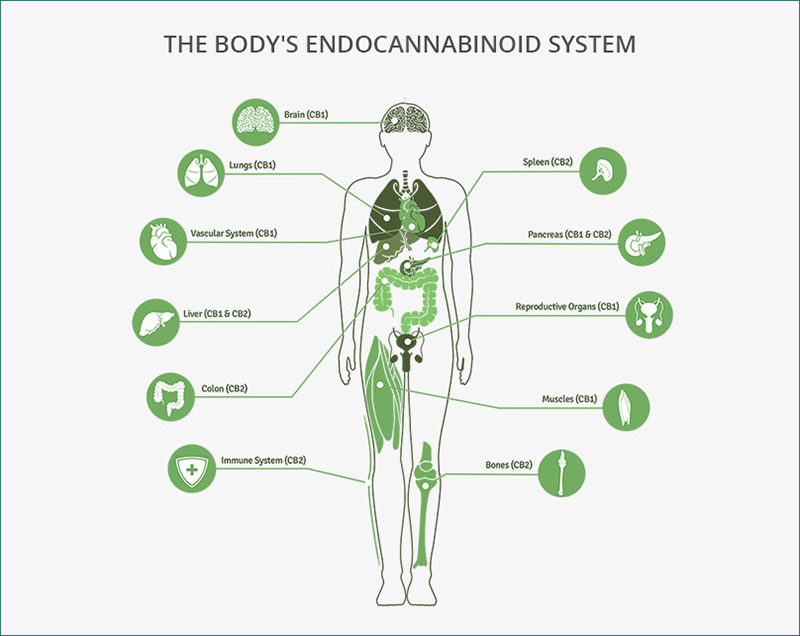 CBD & ECS CBD & ECS